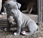 Original Reinrassiger Pitbull blue line Welpe