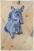 Französische Bulldoggen Welpen mit Papiere in Blue Red Fawn