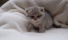 BKH/Scottisch fold Kitten
