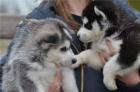 Wunderschöne Siberian Husky Welpen geimpft gekippt entwurmt