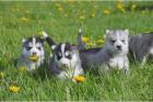 Siberian Husky Welpen Sibirische Huskywelpen