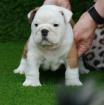 Englische Bulldoggen Welpen zu verkaufen