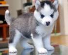 Unsere Siberian Husky Welpen .