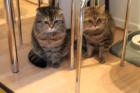 Britissche Kater und Scottish Kater