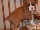 Verkauf deutscher Boxer Welpen
