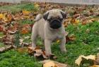 Adorable Männer und Frauen MOPS Welpen für gutes Zuhause