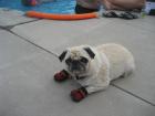 Kleine Clowns von Pug