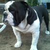 Süße gesund gezogene Englische Bulldogge Welpen
