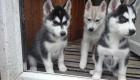 Wunderschöne Siberian Husky Welpen geimpft gekippt entwurmt