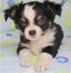 Chihuahua Welpen mit Stammbaum