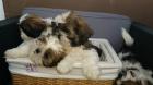 SHIH TZU WELPEN suchen liebevolles Zuhause auf Lebenszeit