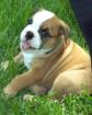 12 Wochen alt Englisch Bulldog Puppy