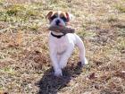 Schöne kleine englische Bulldogge Welpen
