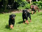 Dobermann Welpen Spitzenzucht FCI Papiere