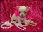 Superkleine Mini Chihuahua Welpen Langhaar und Kurzhaar mit papieren