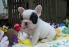 . Französische Bulldogge Welpen