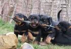Kleine Welpen Rottweiler. Gechipt und geimpft