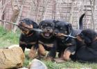 Rottweiler Welpe Rüde