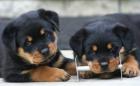 Rottweiler Welpen