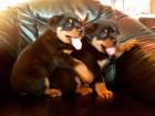 Süßen wunderschönen reinrassigen Rottweiler-Welpen RottweilerWelpe reinrassige