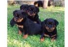 Reinrassige Rottweiler Welpen o. P. Nur Hündinnen