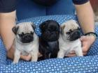 Mops Welpen abzugeben