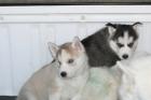 MÄNNLICHE UND WEIBLICHE Husky PUPPIEs