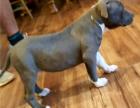 American Stafford Pitbull blueline 12 Wochen alte Welpen ccf
