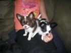 Wunderschöne Mini chihuahua Welpen