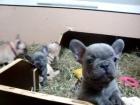 Französische Bulldogge Welpen mit Papiere kaufen WhatsApp 4915145672158 .