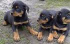 Super gezogene Rottweiler Welpen WhatsApp 4915145672158 .