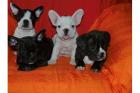 Wunderschöne Französische Bulldoggen suchen neues Zuhause