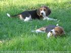 Beagle welpen aus liebevoller Familienaufzucht mit Blauenaugen