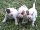 American Pit Bull Terrier Welpen