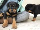 Männliche und weibliche Rottweiler Welpen für Haustierliebhaber.