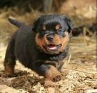 Männliche und weibliche Rottweiler Welpen für Haustierliebhaber.
