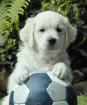 Schöne kräftige Golden Retriever Welpen mit Papiere
