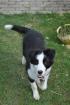Border Collie abzugeben