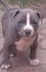 American Stafford Blueliner Welpen Abgabe bereit