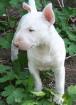 Vielversprechende Miniatur Bullterrier Welpen PLL Frei