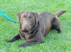 Labrador Deckrüde 12-fach genetisch getestet reinerbig braun
