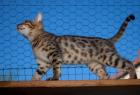 Reinrassige Bengal Kitten mit Stammbaum gesund geimpft ab 12. Sept