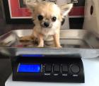 Chihuahua Welpen aus Bayern. Kontaktieren Sie uns auf 580 729-6143