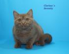 3 verschmuste Britisch Kurzhaar / Bkh Kitten cinnamon black mit Stammbaum