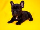 Französische Bulldoggewelpe männl. blue-tan blau-tan