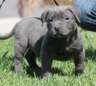Pitbull Welpe APBT 12 Wochen alt weiß