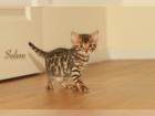 Bengal Kitten