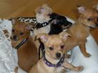 Chihuahua Welpen mit Ahnentafel gechipt und geimpft