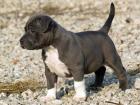 Super Süßer Pit bull Welpe mit Papieren