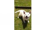 Calvin ist ein entspannter Akita-Welpe